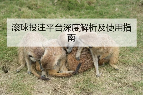 滚球投注平台深度解析及使用指南